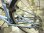 画像4: 〔中古自転車〕BRIDGESTONE　ブリヂストン　シティサイクル　26ンチ　3段変速　ベルトドライブ　LEDオートライト　ローラーブレーキ　ステンレスカゴ　後輪シリンダー式リングロック　BAA自転車安全基準適合　タイヤ後新品　ブルー (4)