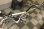 画像5: 〔中古自転車〕LOUIS GARNEAU CHASSE ルイガノ シャッセ　クロスバイク　700×28c　3×8段変速　アルミフレーム　Vブレーキ　ホワイト (5)