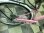 画像3: 〔中古自転車〕マルキン　シティサイクル　26インチ　シングル　オートライト　BAA自転車安全基準適合　ピンクー×ホワイト (3)
