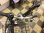 画像5: 〔中古自転車〕ミヤタ　シティクロス　SJ CROSS TOUGH　27インチ　外装7段変速　LEDオートライト　BAA自転車安全基準適合　ブラック (5)