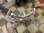画像5: 〔中古自転車〕tokyobike　トーキョーバイク　シティクルーザー　26×1.15　外装7段変速　ピンク (5)