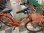 画像1: 〔中古自転車〕ブリヂストン　シティサイクル　26インチ　外装6段変速　LEDオートライト　ローラーブレーキ　BAA自転車安全基準適合　オレンジ (1)